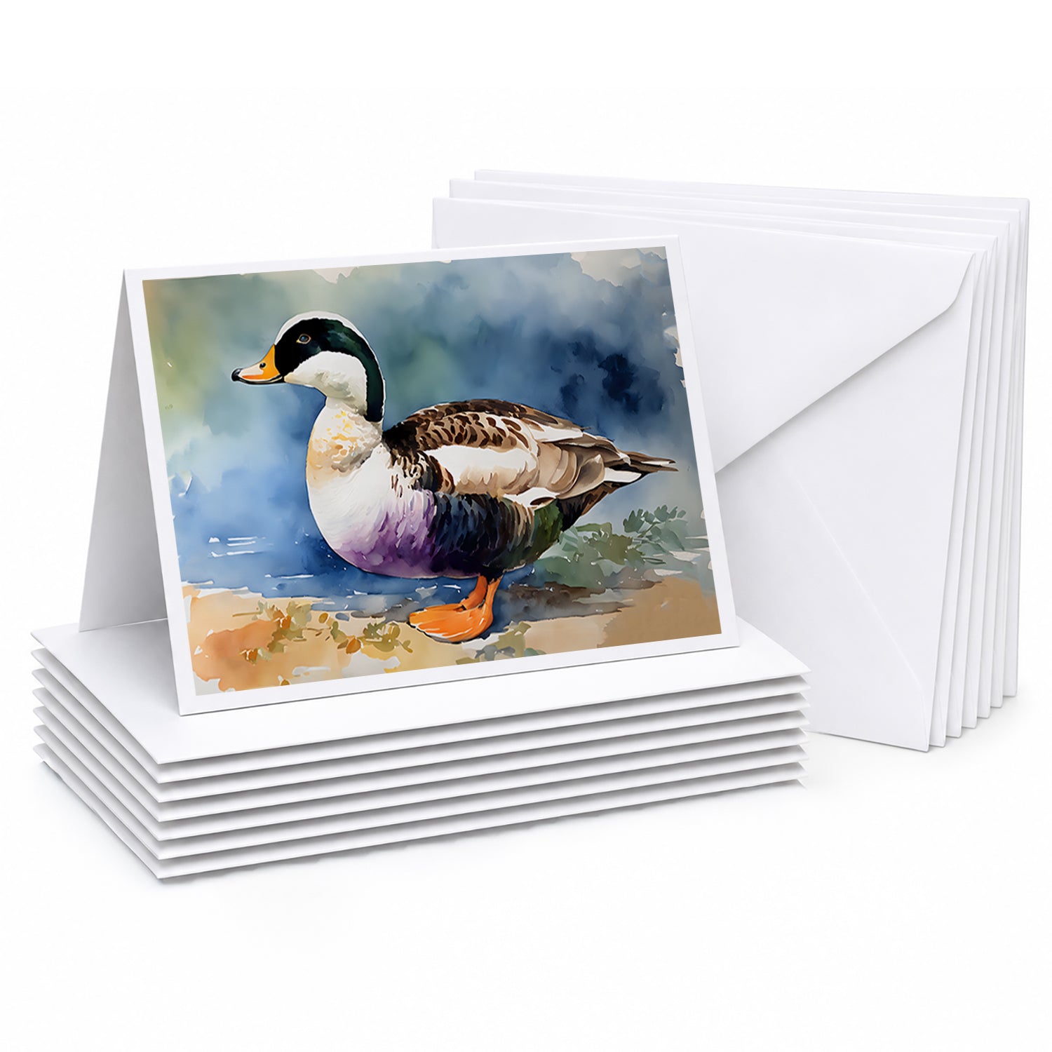 Common Eider Duck Standing Shoreline Greeting Cards Pack of 8 Blank Cards with Envelopes Whimsical A7 Size 5x7