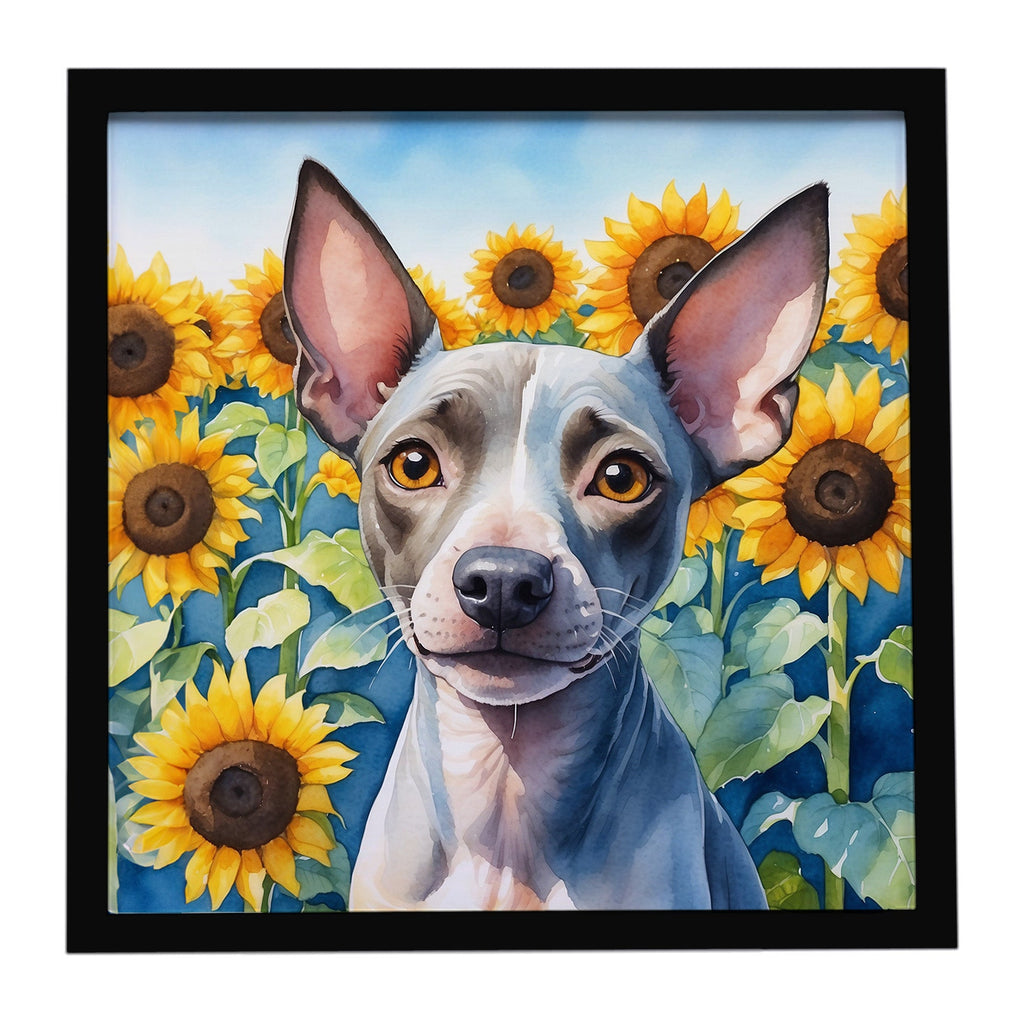American Hairless Terrier in Sunflowers Framed Metal Print Bathroom, Kitchen, Office, Home Decor Wall Art Ready to Hang, Square, 8X8