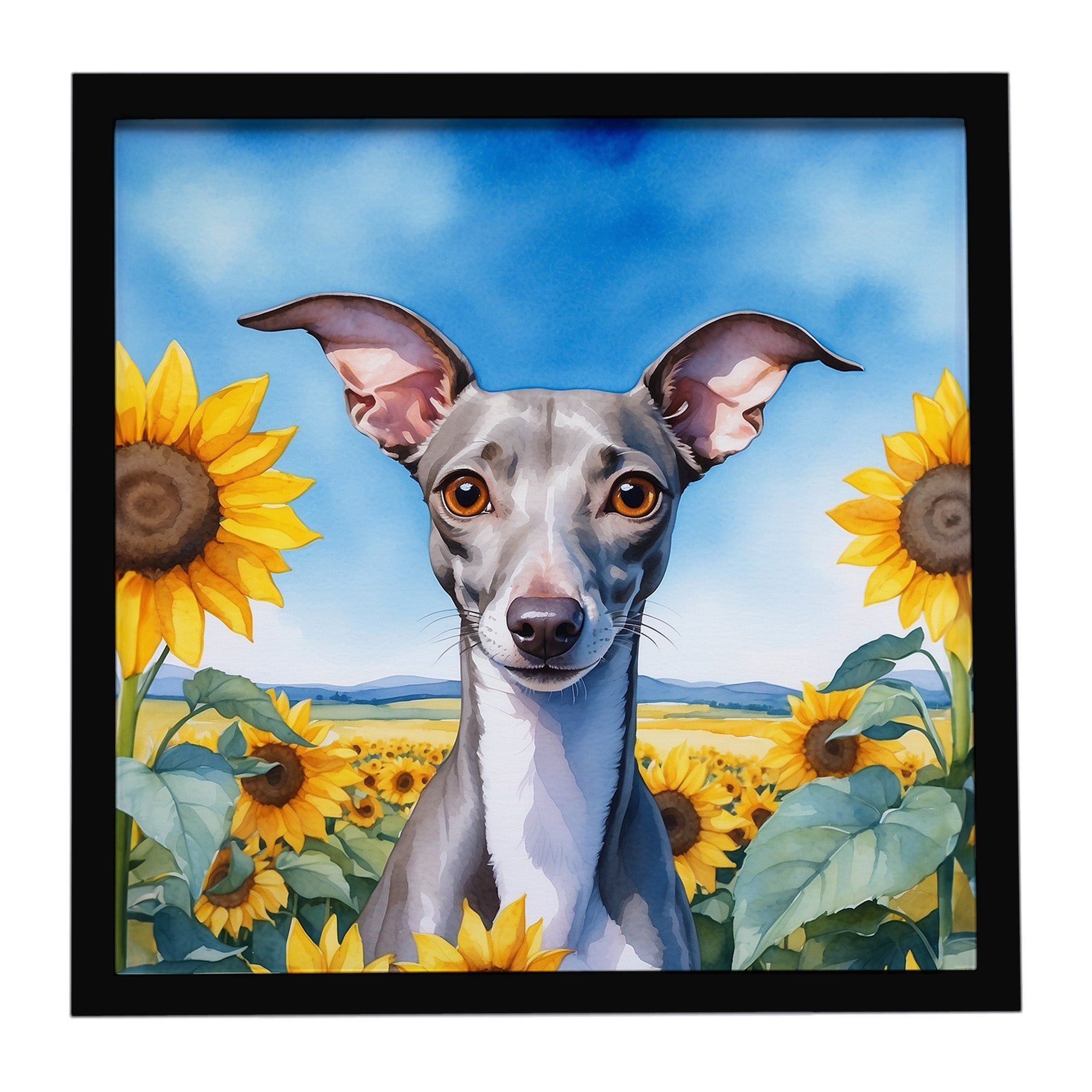 Italian Greyhound in Sunflowers Framed Metal Print Bathroom, Kitchen, Office, Home Decor Wall Art Ready to Hang, Square, 8X8