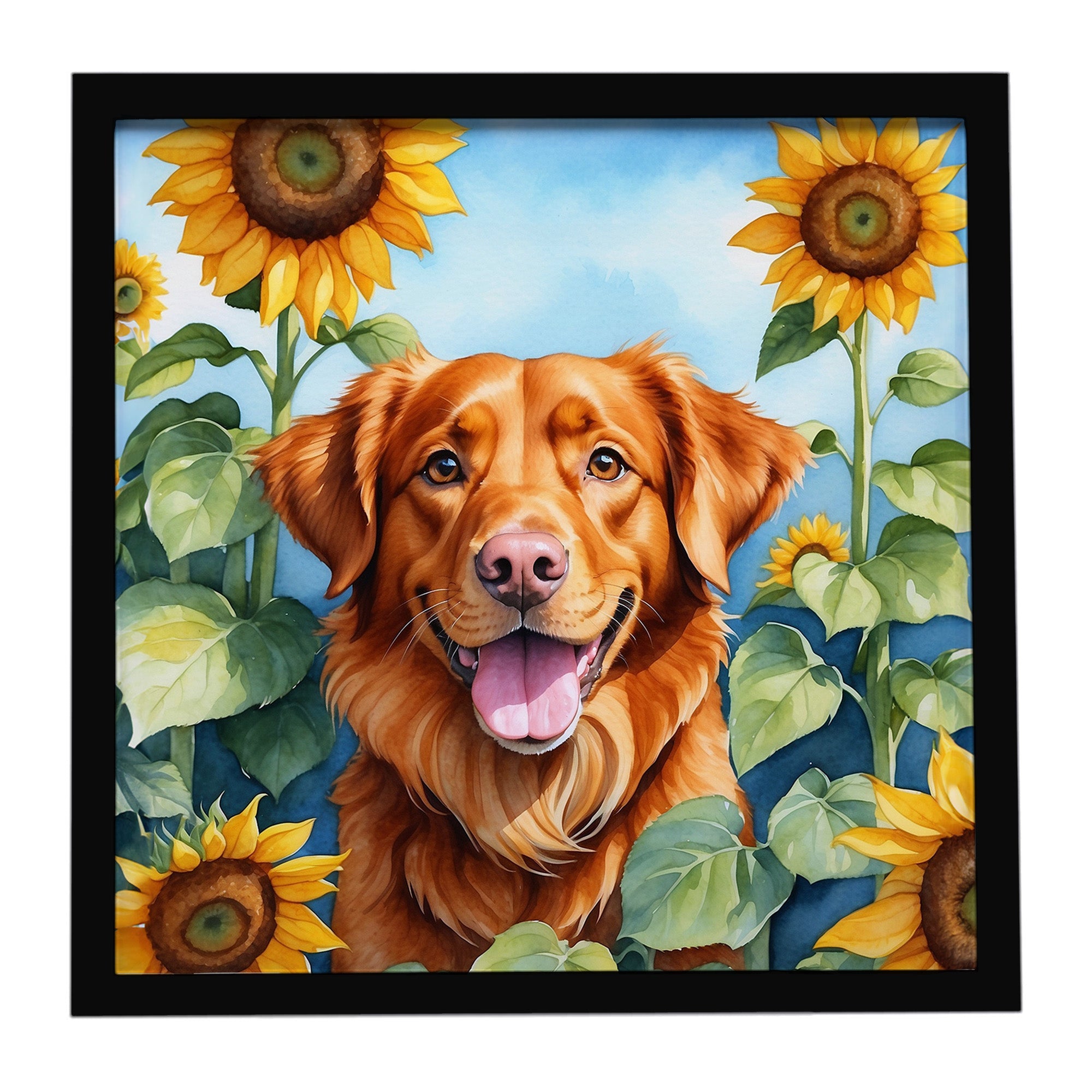Nova Scotia Duck Toller in Sunflowers Framed Metal Print Bathroom, Kitchen, Office, Home Decor Wall Art Ready to Hang, Square, 8X8