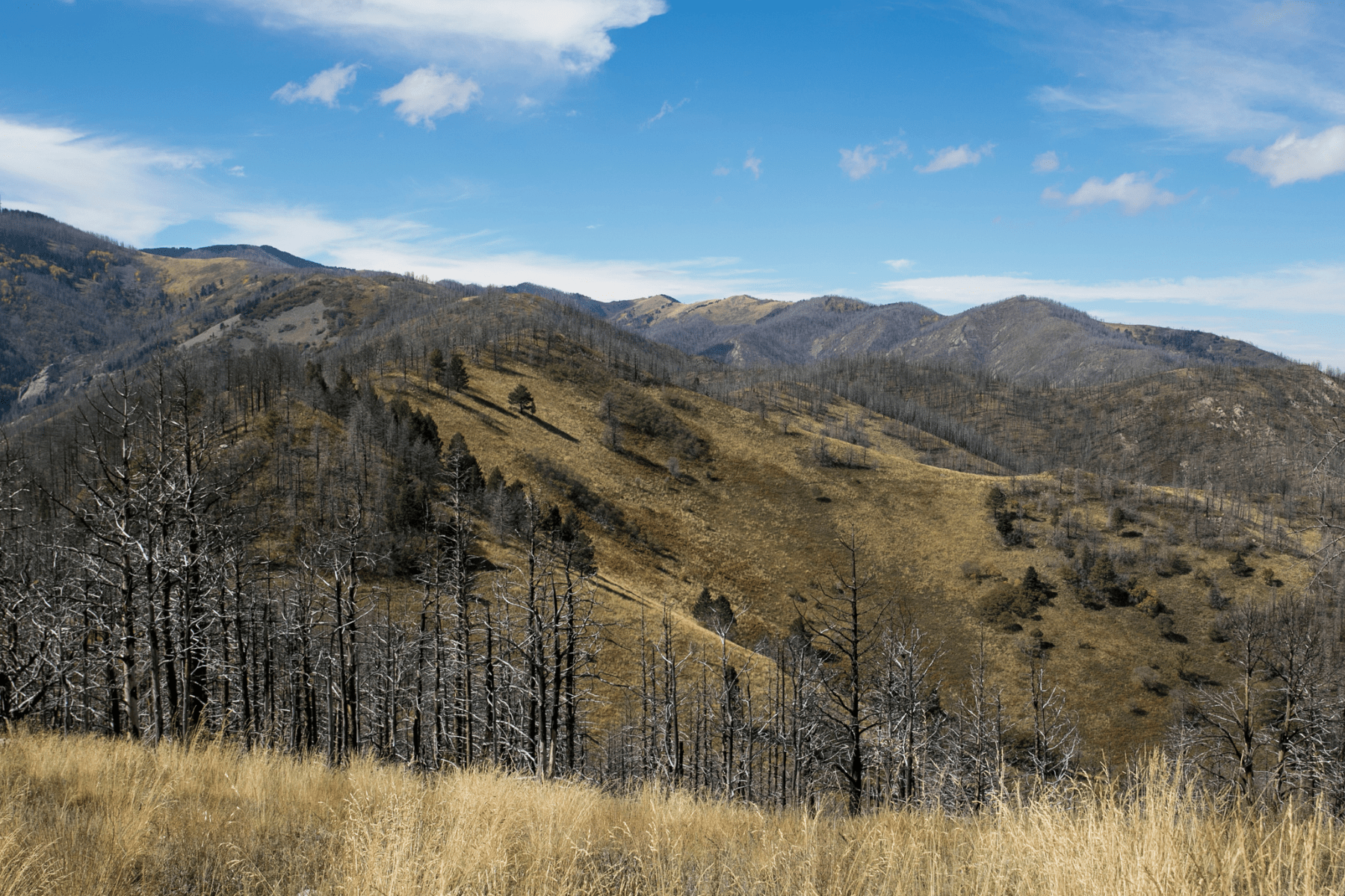 Plant a Tree for Someone in New Mexico - Memorial & Tribute Trees