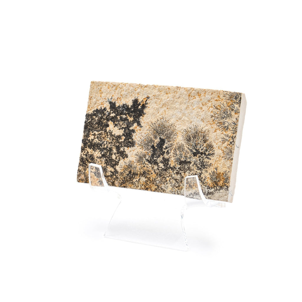 Dendrite Crystal Portraits