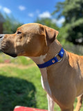 Sport Collar - Biothane