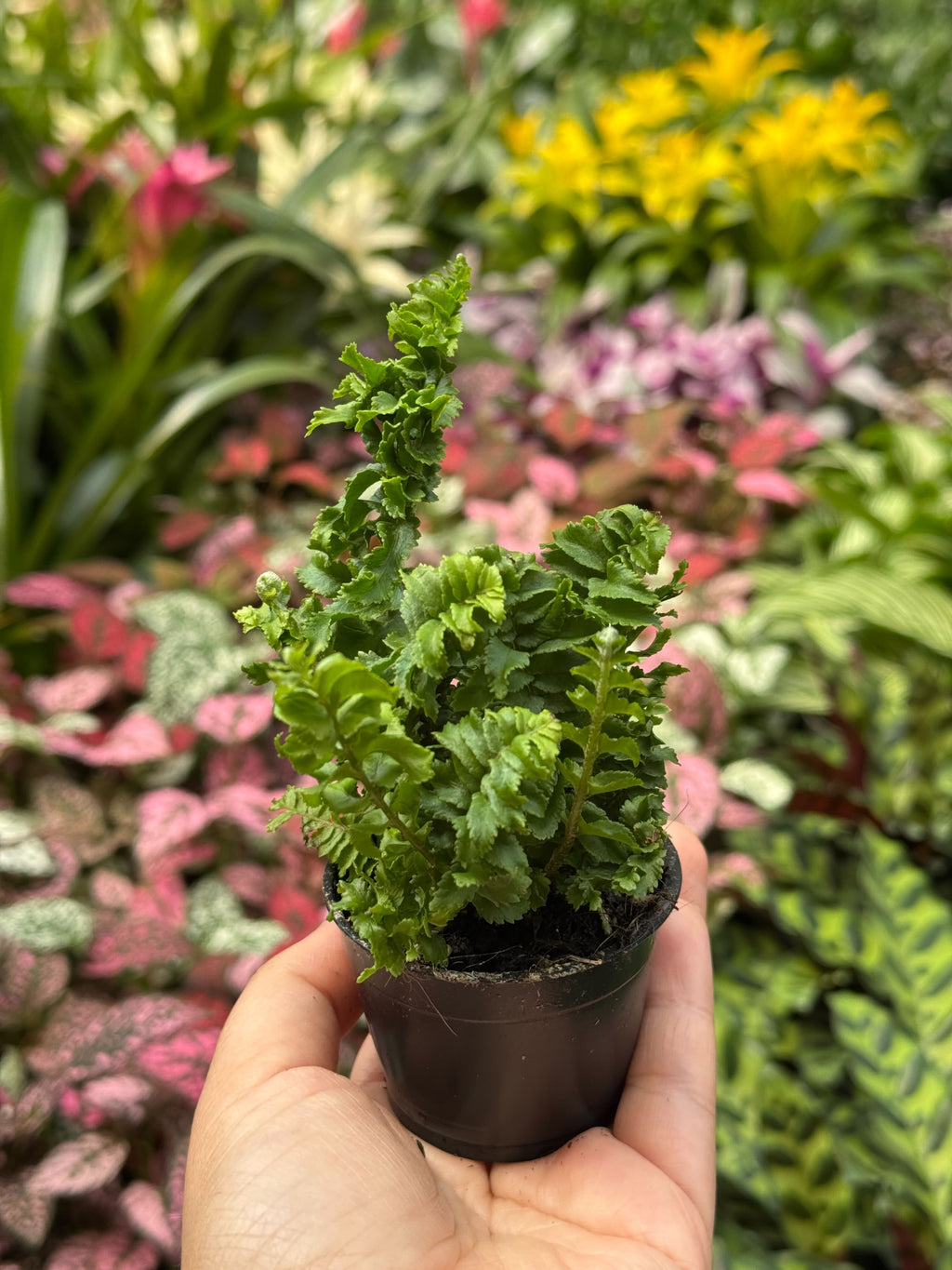 Fern 'Emina'