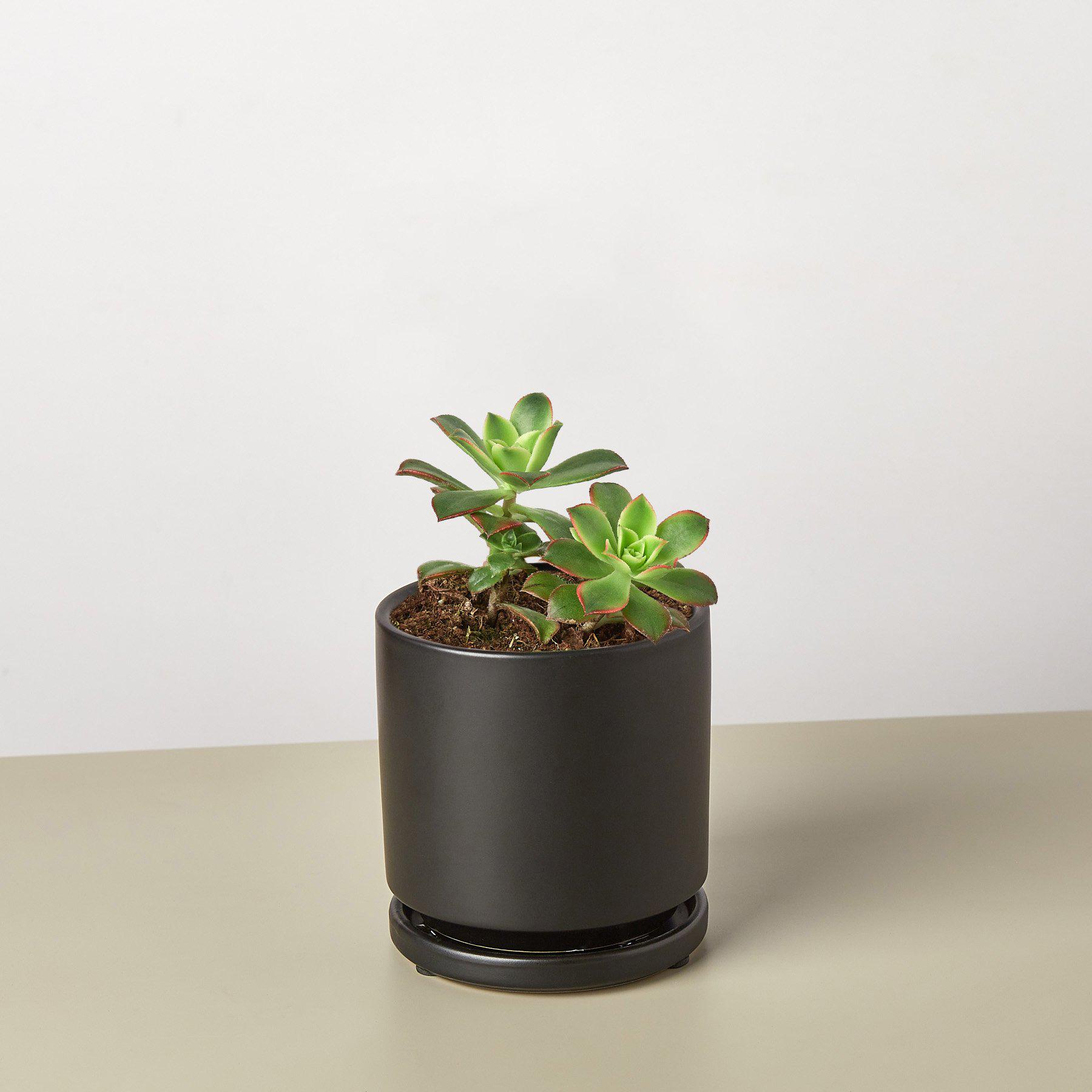 Succulent 'Kiwi'