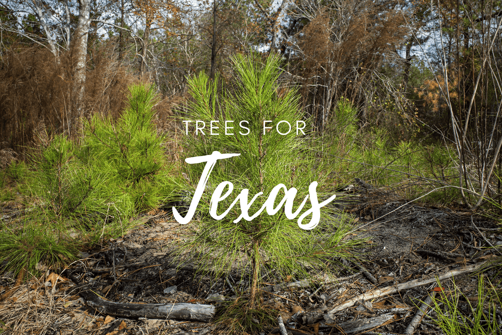 Plant a Tree for Someone in Texas - Memorial & Tribute Trees