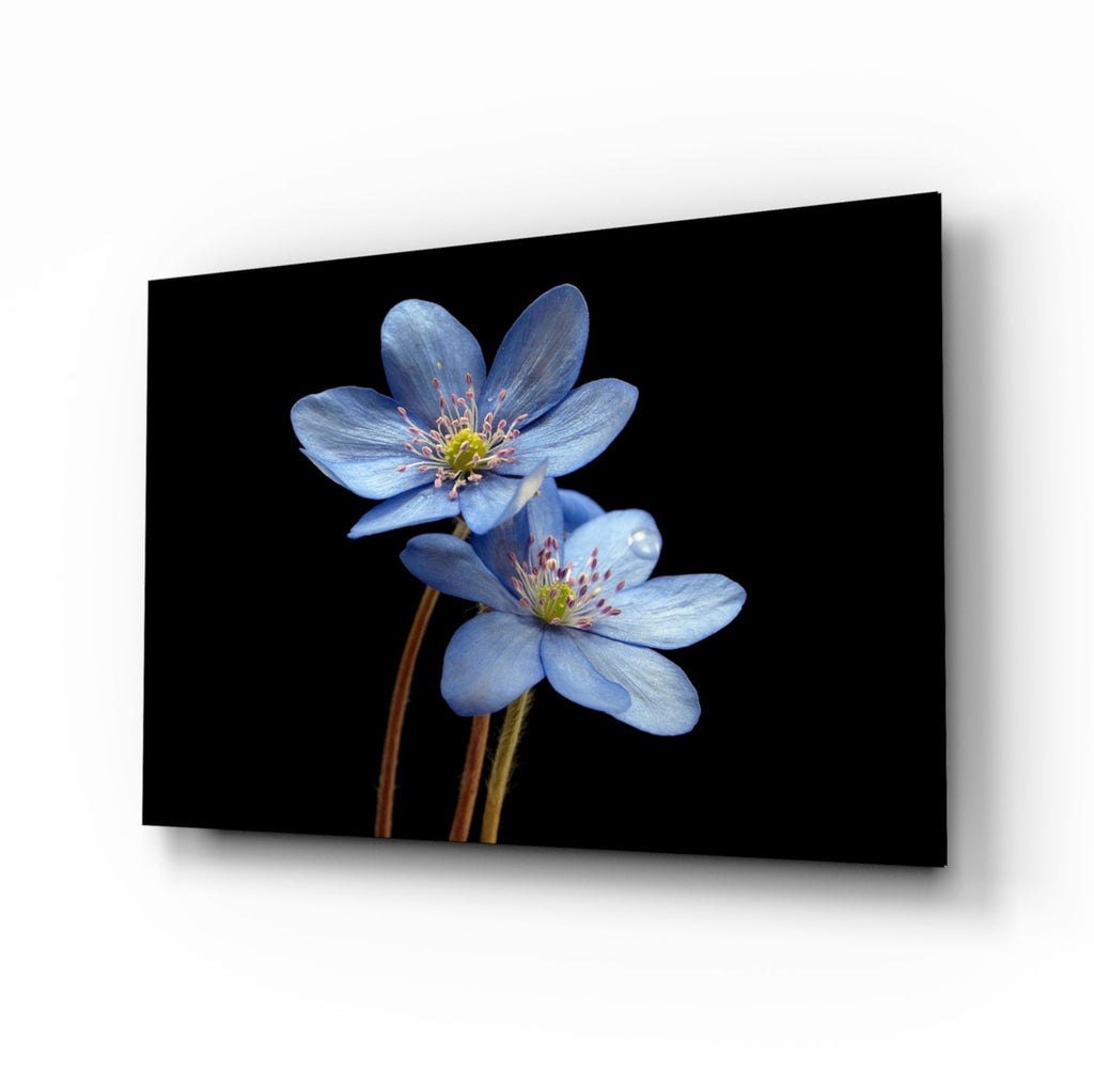 Two Pale Blue Anemones on Black Glass Wall Art