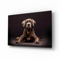 Cane Corso Studio Portrait Glass Wall Art