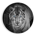 Ice Blue Eyed Tiger Glass Wall Art