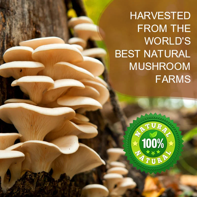MINCH Lion's Mane Mushroom Coffee With Reishi Cordyceps Turkey Tail