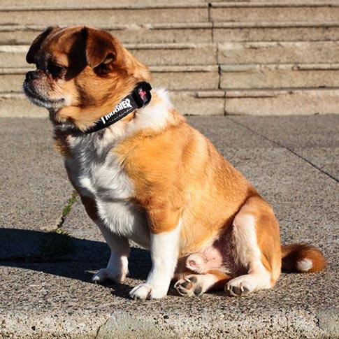 Thrasher Dog Collar