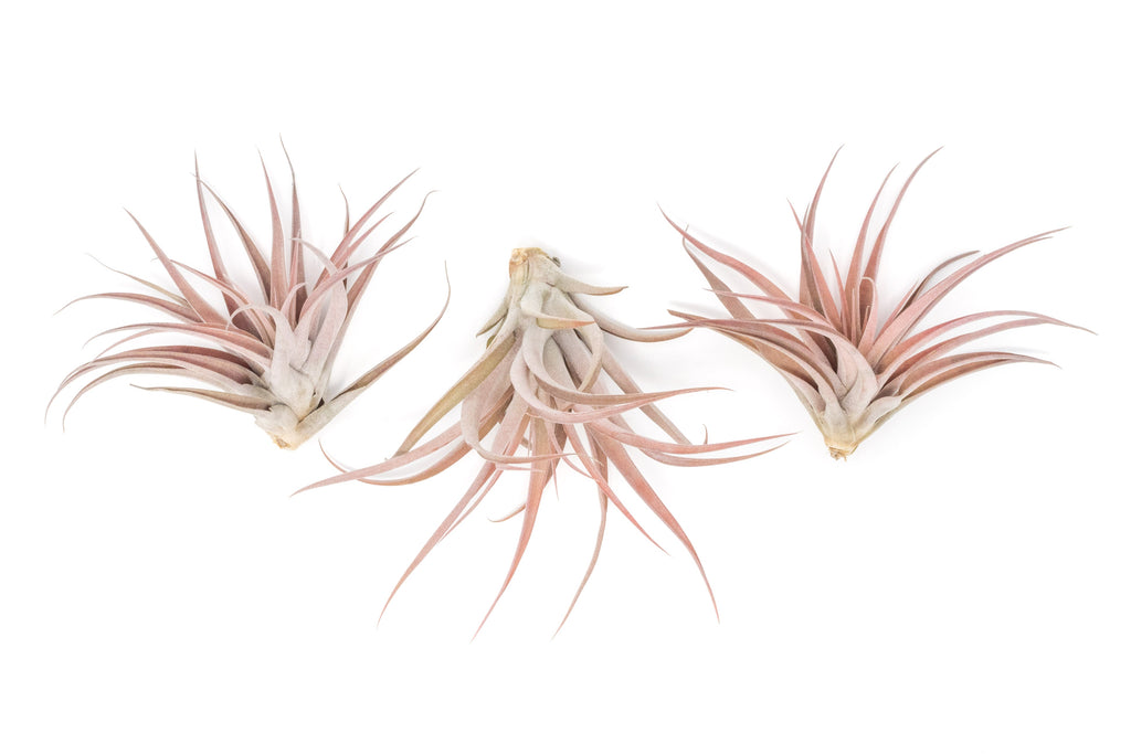 SALE - XL Tillandsia Capitata Peach - Set of 5, 10, or 20 Air Plants - 50% Off