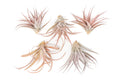 SALE - XL Tillandsia Capitata Peach - Set of 5, 10, or 20 Air Plants - 50% Off