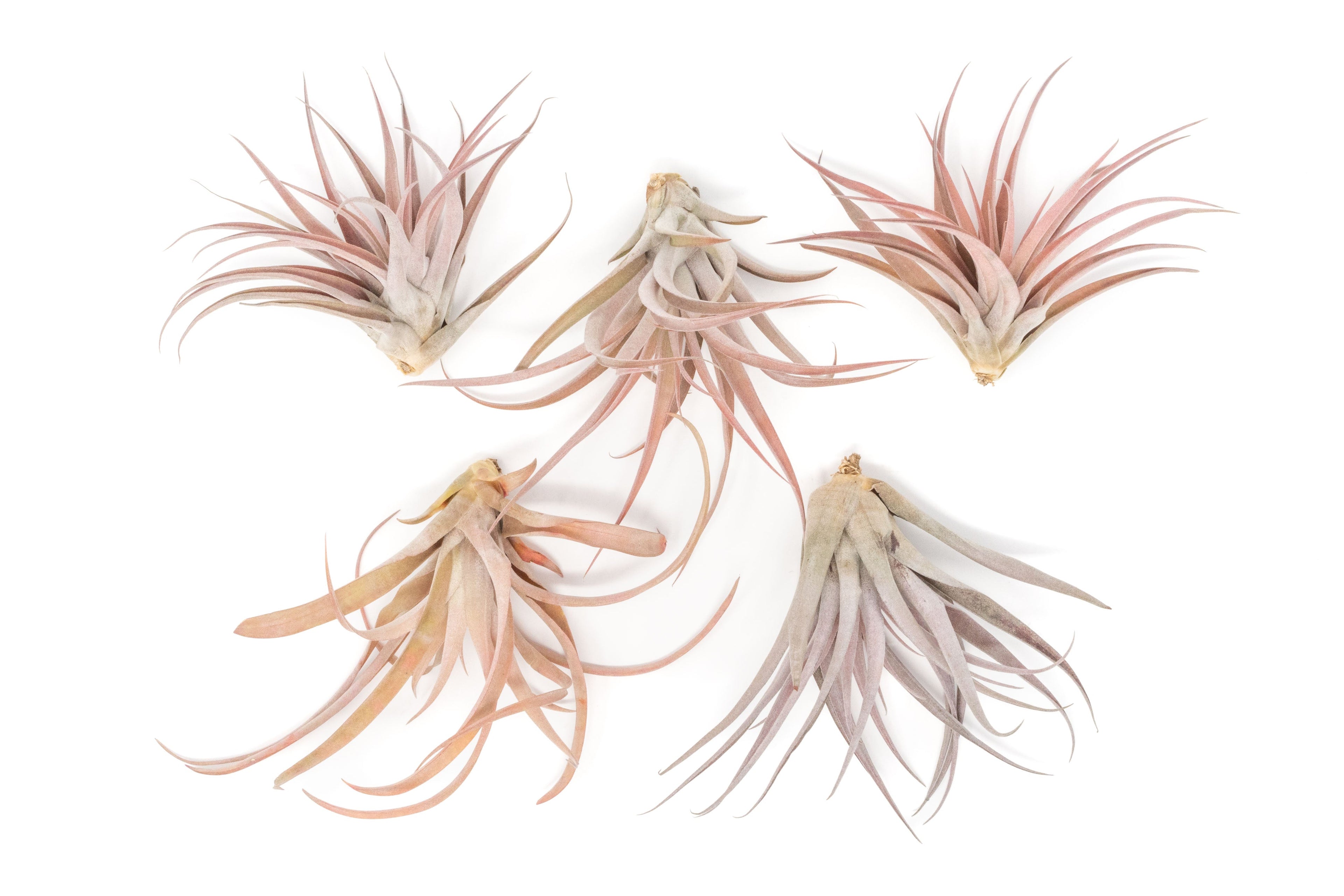 SALE - XL Tillandsia Capitata Peach - Set of 5, 10, or 20 Air Plants - 50% Off