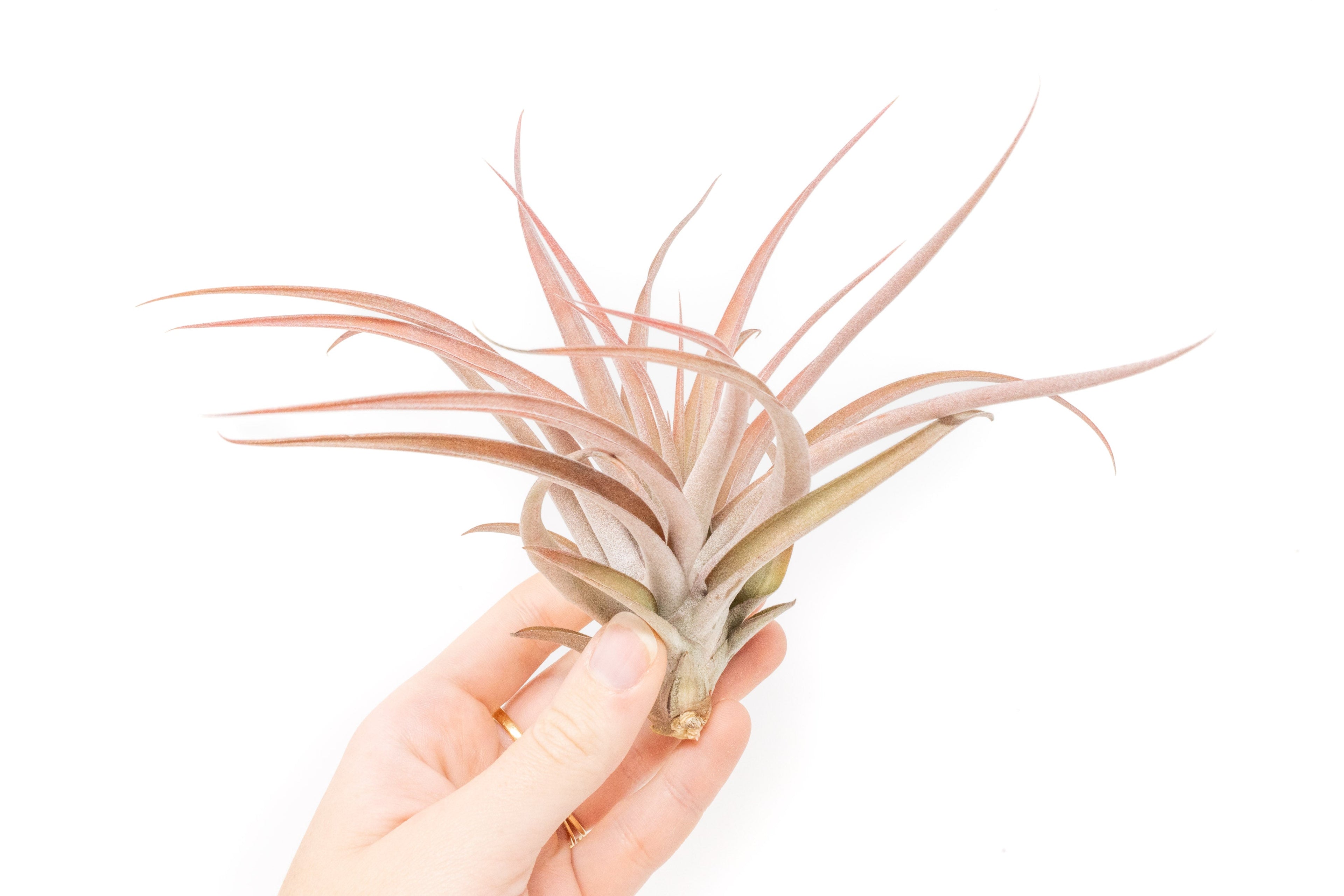 SALE - XL Tillandsia Capitata Peach - Set of 5, 10, or 20 Air Plants - 50% Off