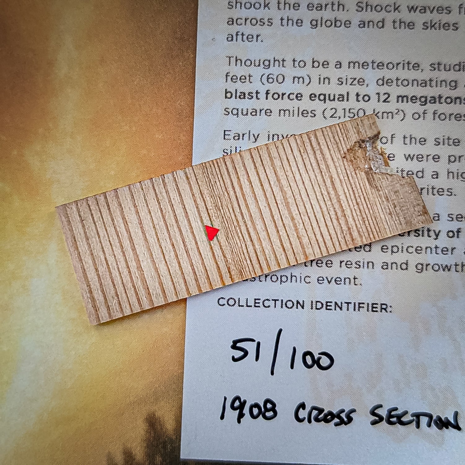 Tunguska Event - Surviving Tree