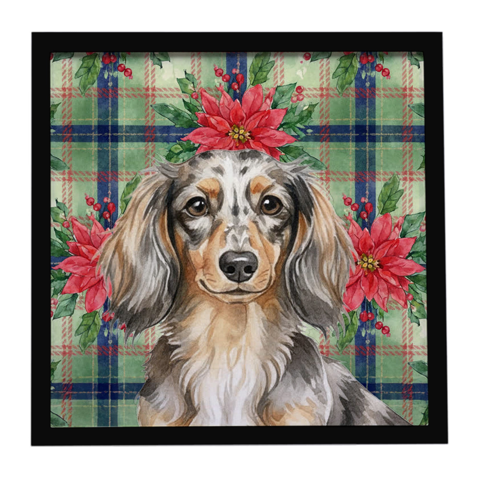 Longhaired Dapple Dachshund Christmas PoinsettIas Framed Metal Print Bathroom, Kitchen, Office, Home Decor Wall Art Ready to Hang, Square, 8X8