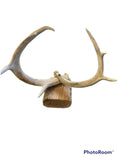 cuernos / Deer Antler