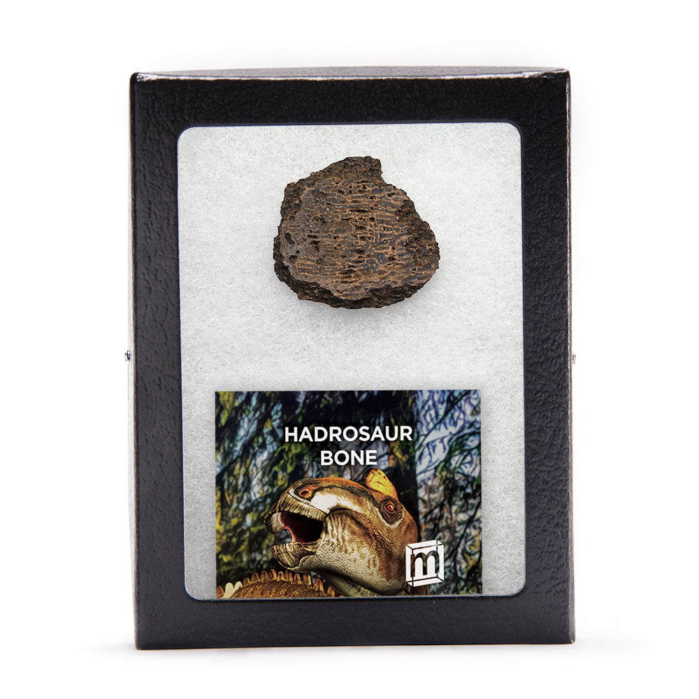 Hadrosaur Bone