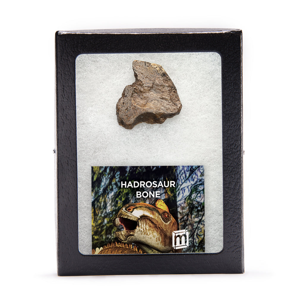 Hadrosaur Bone