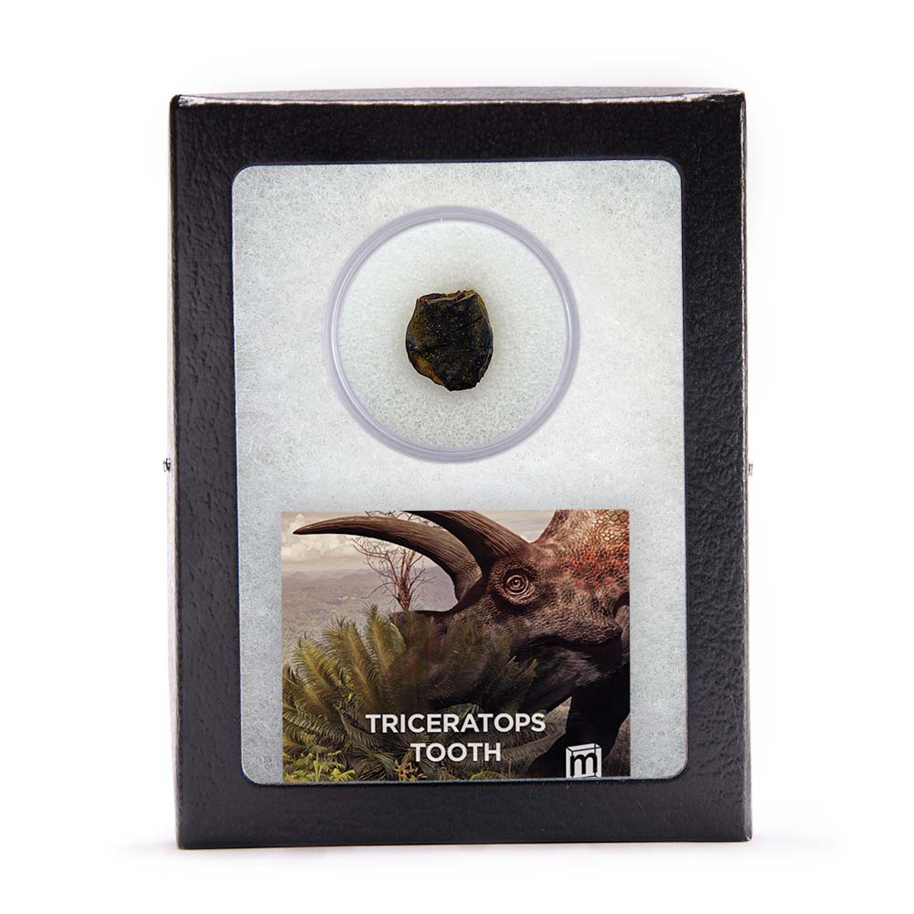 Triceratops Tooth