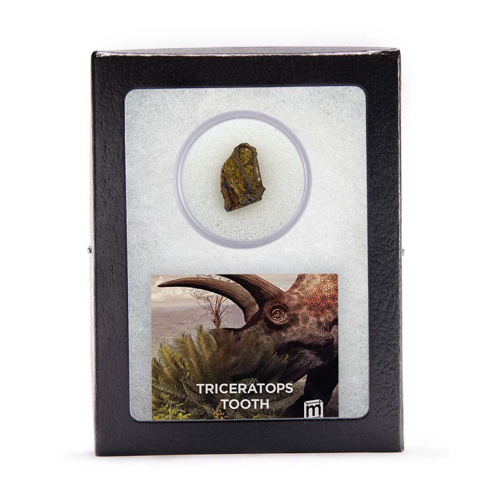 Triceratops Tooth