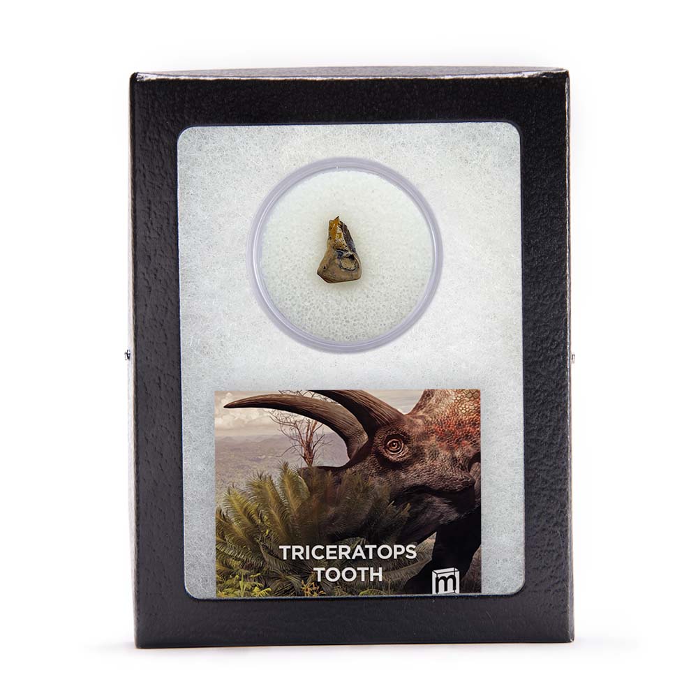 Triceratops Tooth