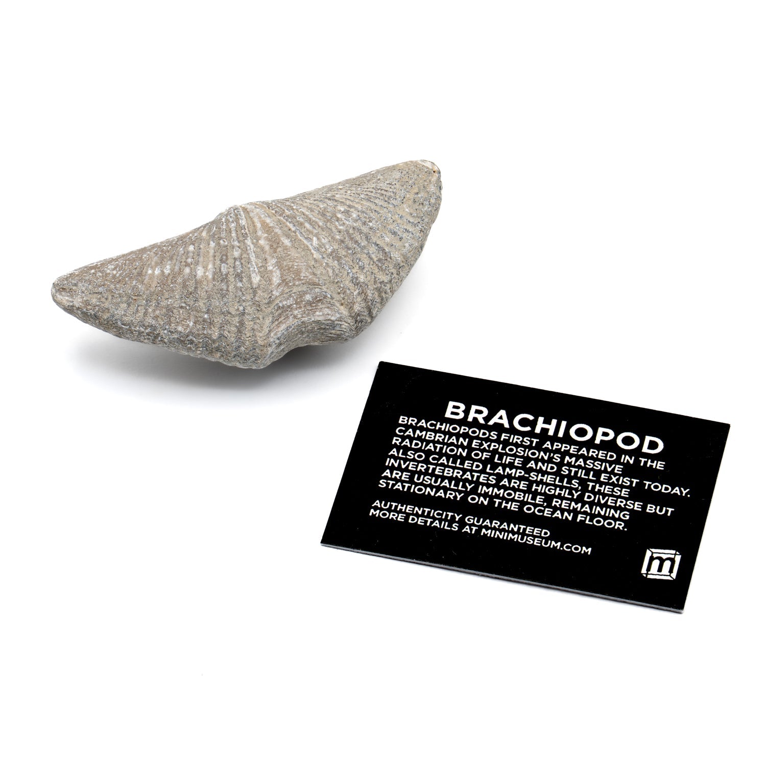 Aquatic Adventures Mini Museum Mystery Box - Series #1 - Ocean Fossils