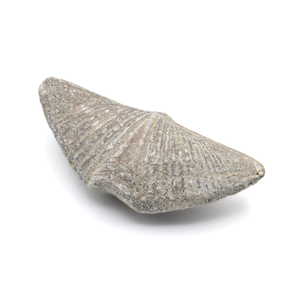 Aquatic Adventures Mini Museum Mystery Box - Series #1 - Ocean Fossils