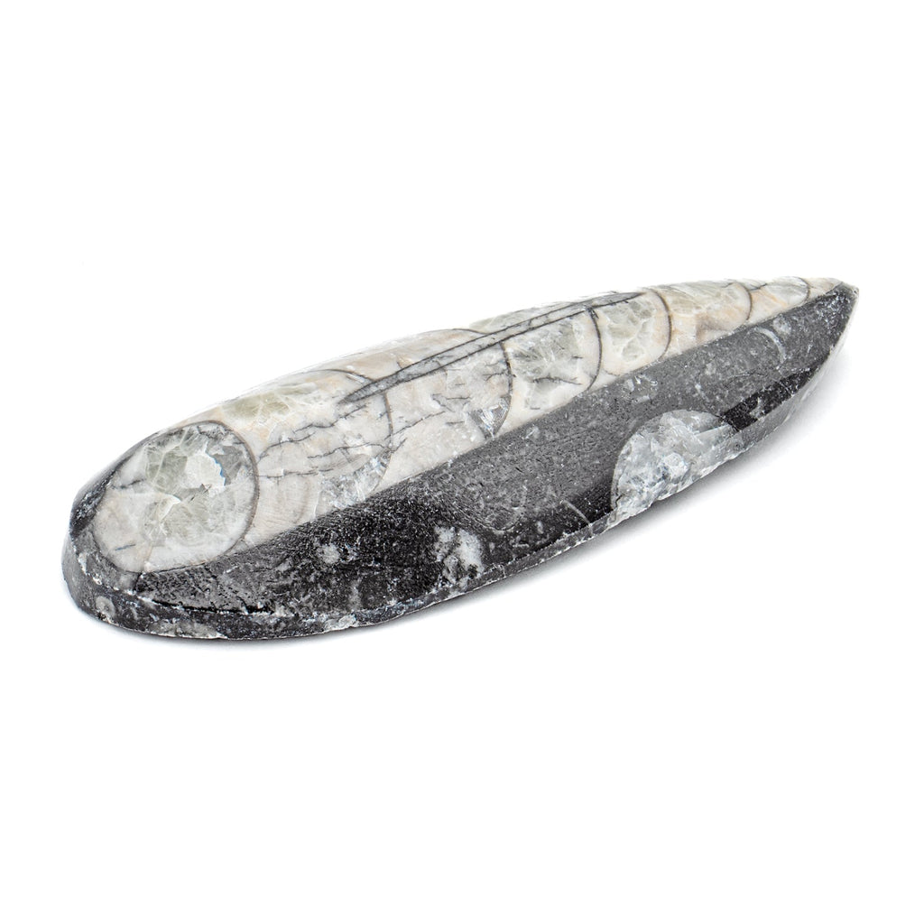 Aquatic Adventures Mini Museum Mystery Box - Series #1 - Ocean Fossils