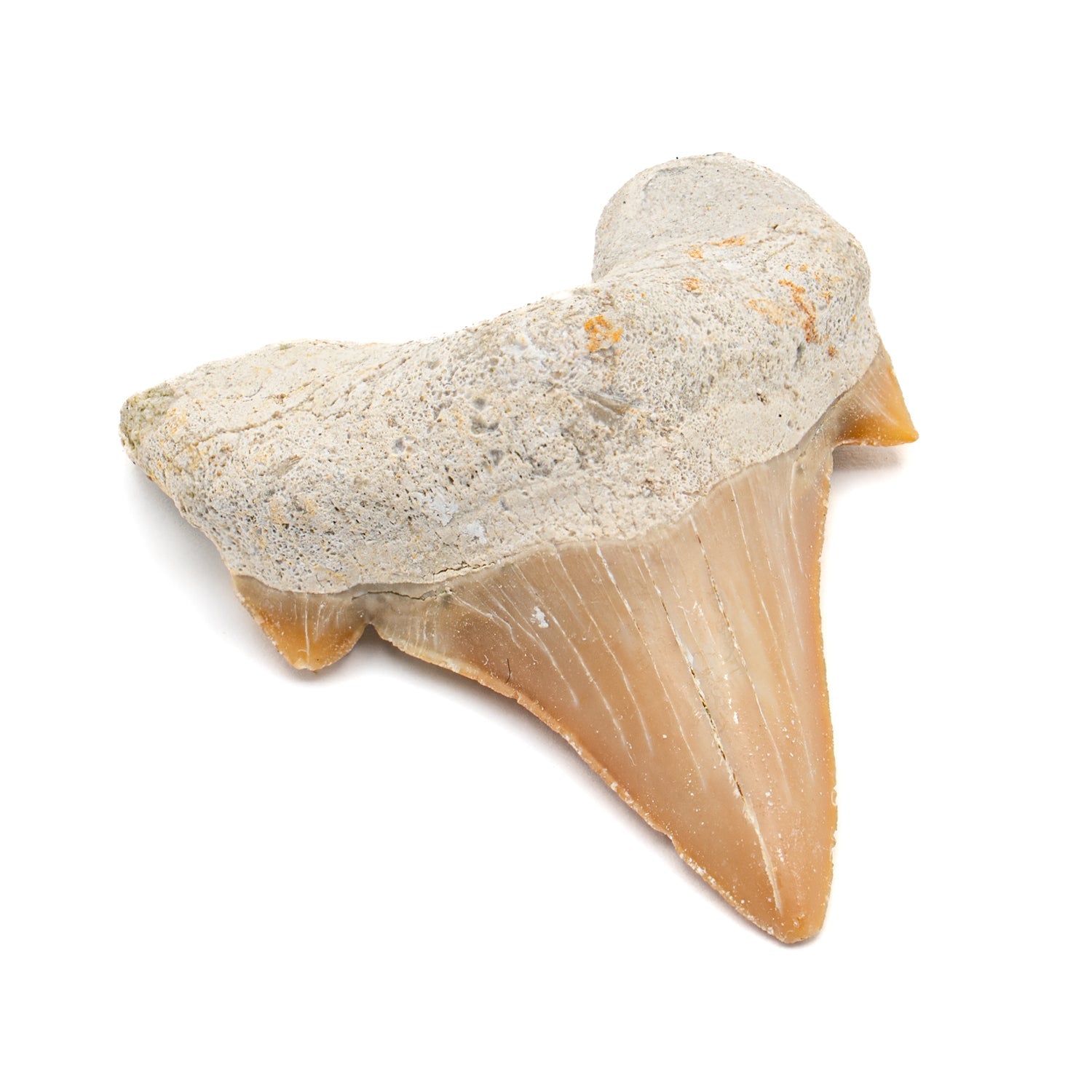 Aquatic Adventures Mini Museum Mystery Box - Series #1 - Ocean Fossils
