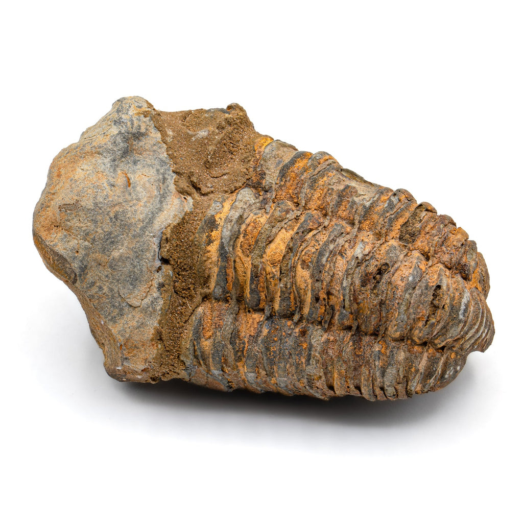 Aquatic Adventures Mini Museum Mystery Box - Series #1 - Ocean Fossils