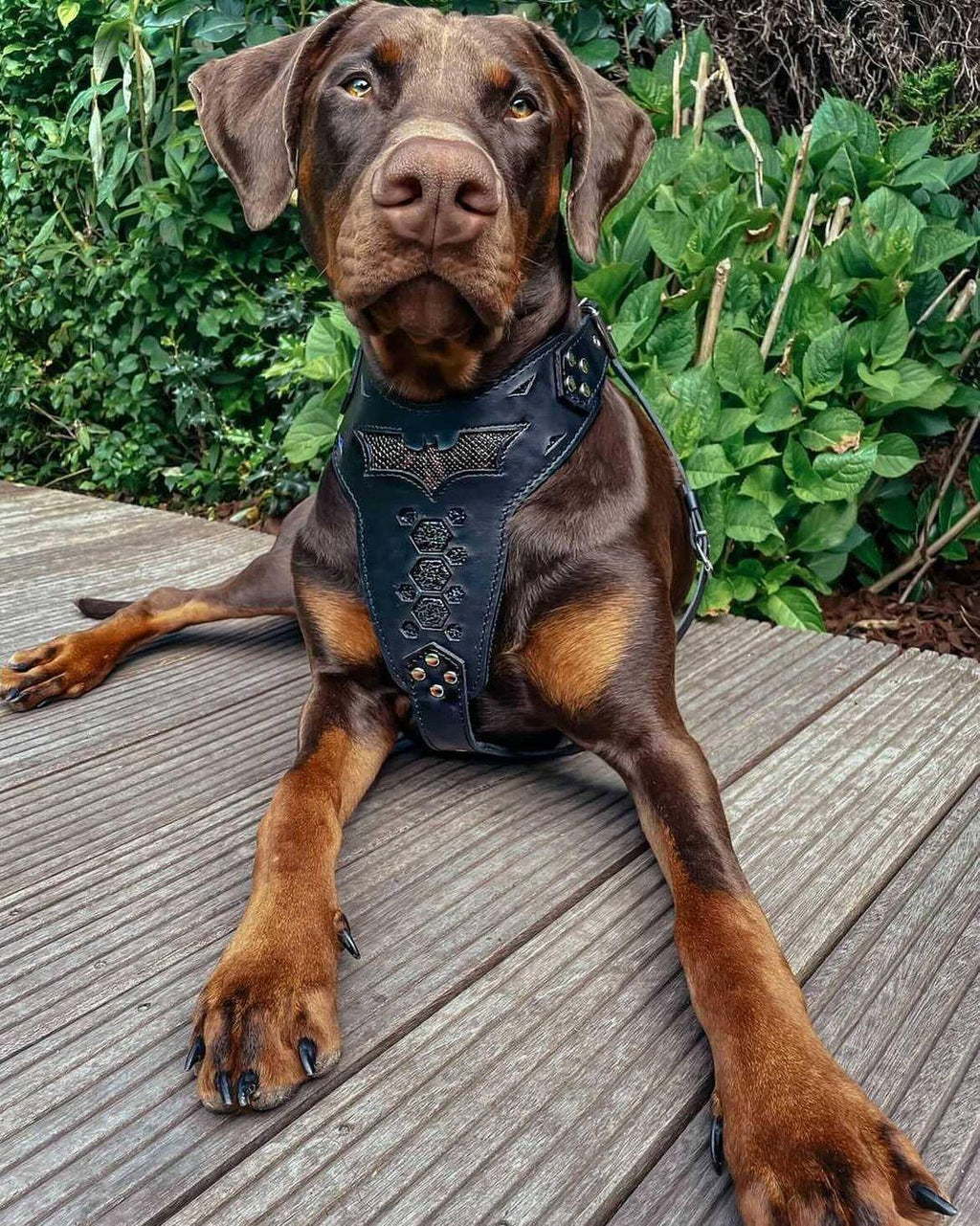 ''BATDOG'' HARNESS