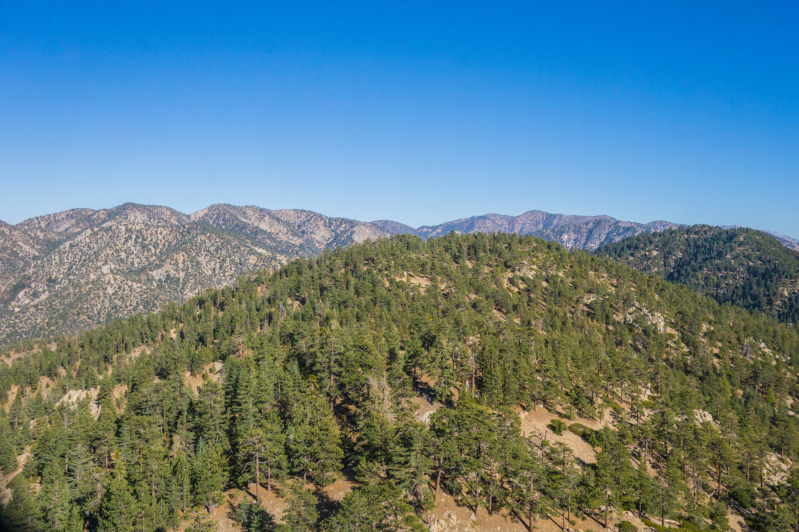 Plant a Tree in Honor or Memory in a California National Forest - A Living Tribute