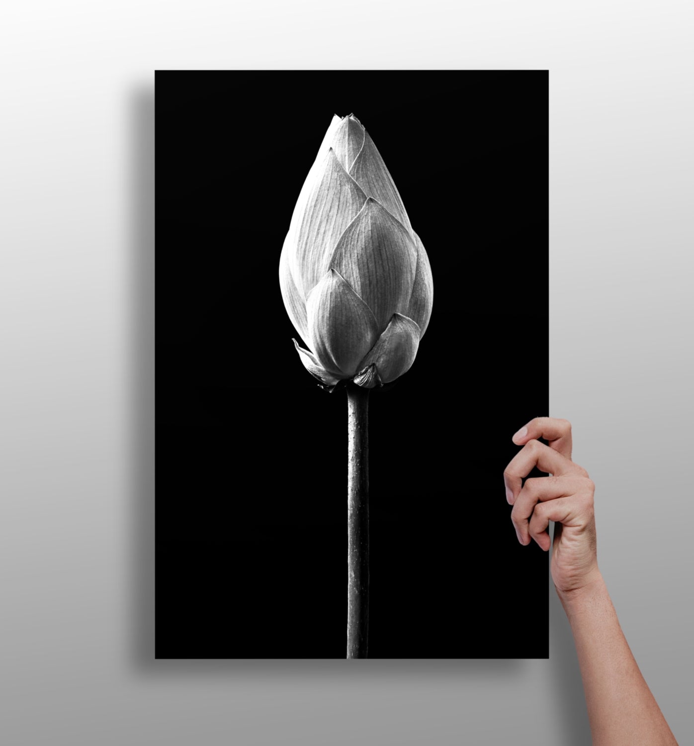 Black and White Lotus Bud Close Up Aluminum Print