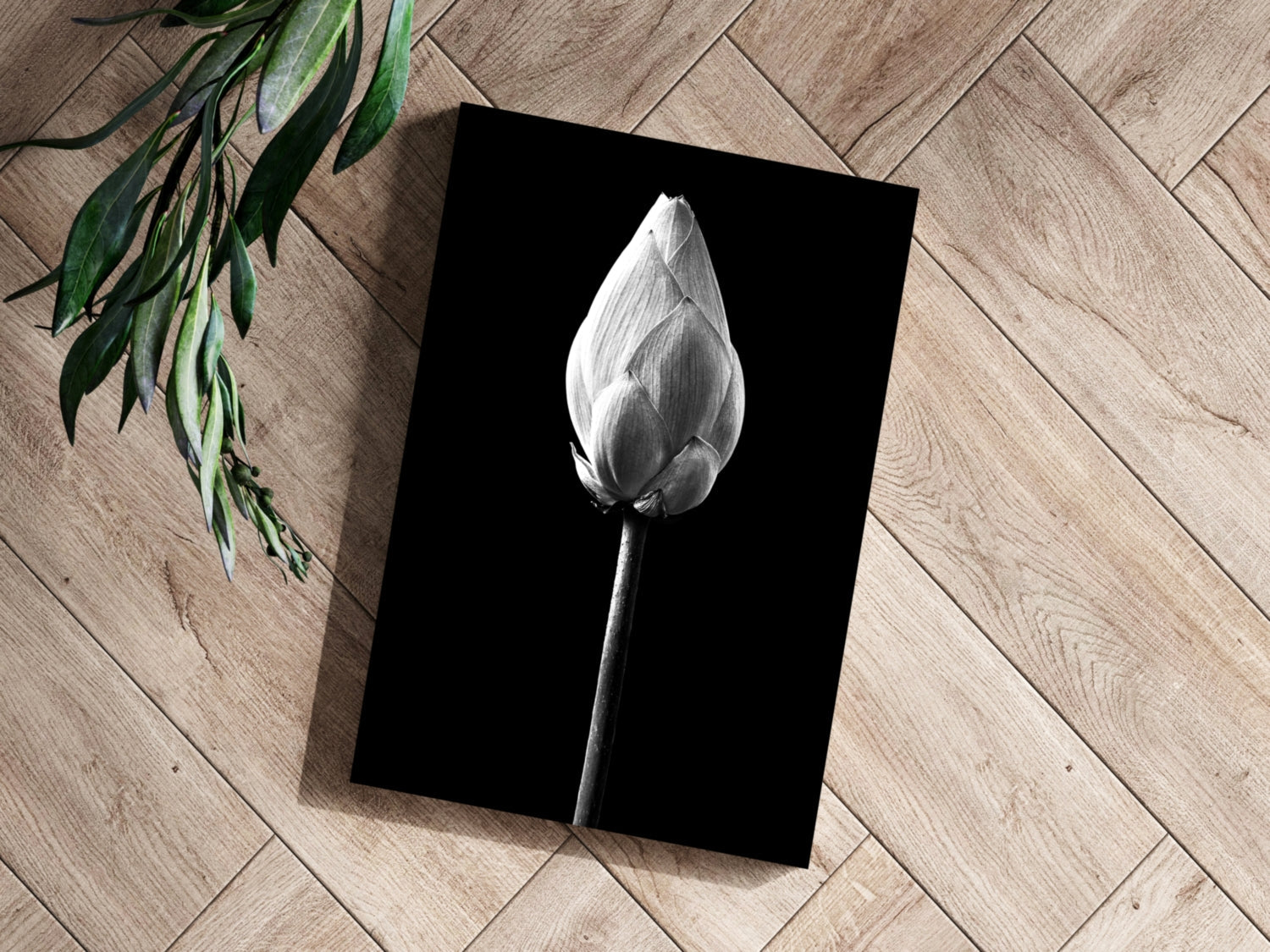 Black and White Lotus Bud Close Up Aluminum Print