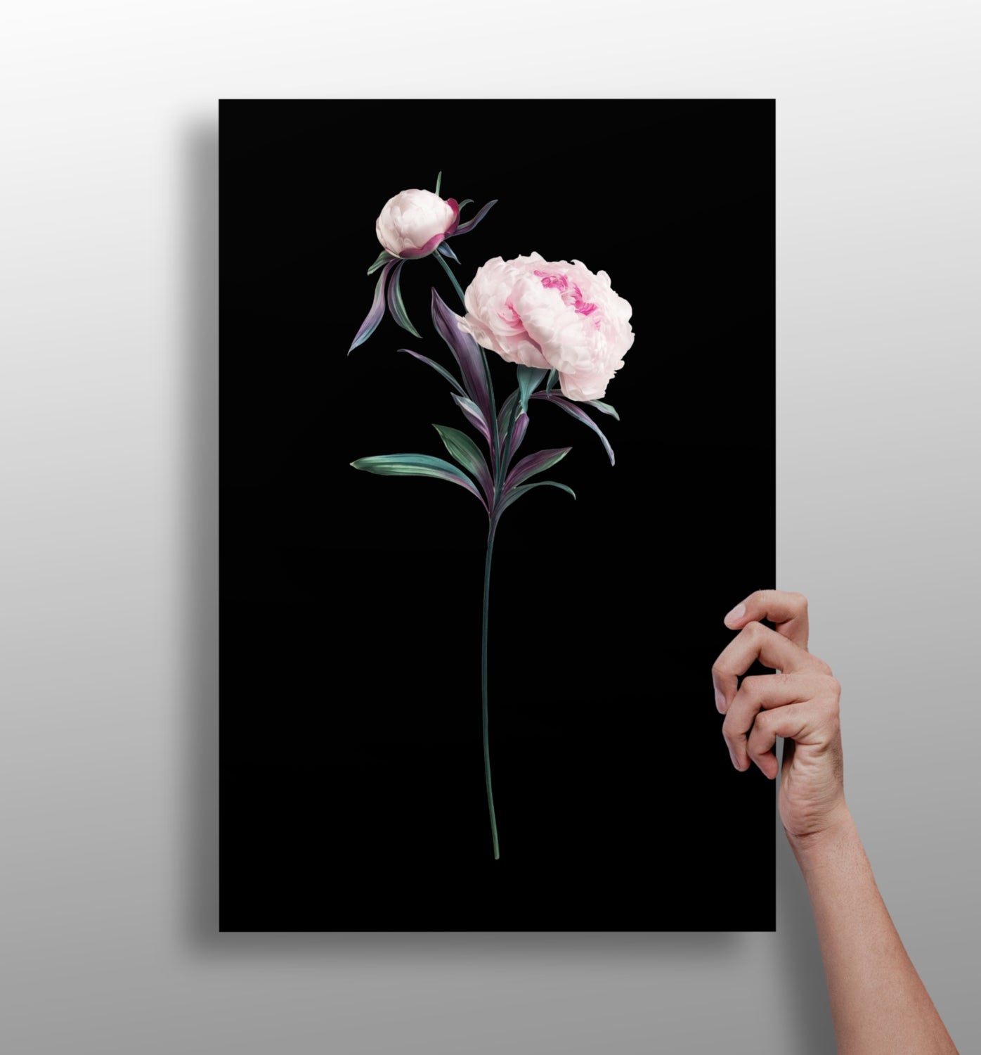 Pink Peony Stem on Black Backdrop Aluminum Print