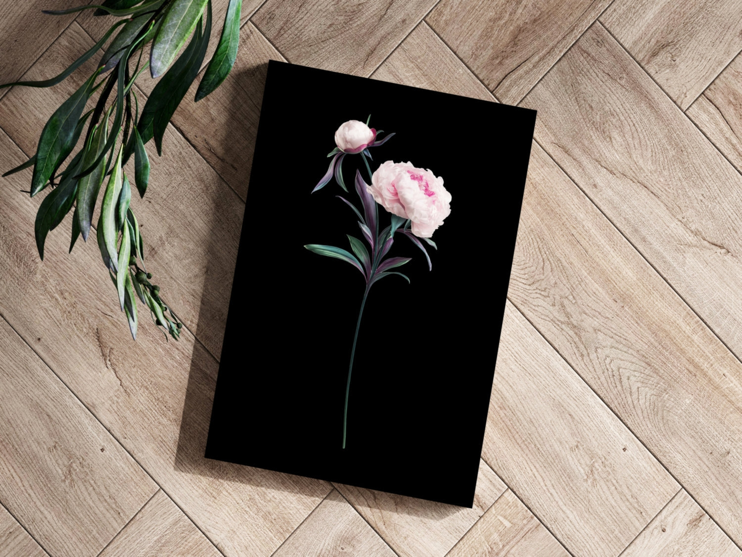 Pink Peony Stem on Black Backdrop Aluminum Print
