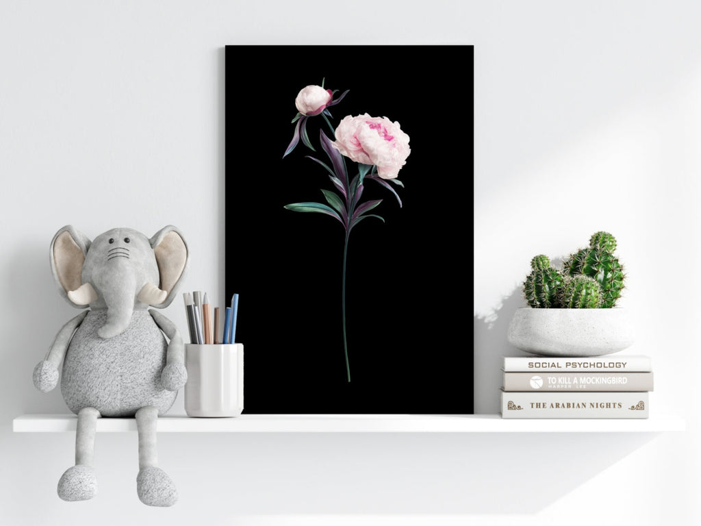 Pink Peony Stem on Black Backdrop Aluminum Print