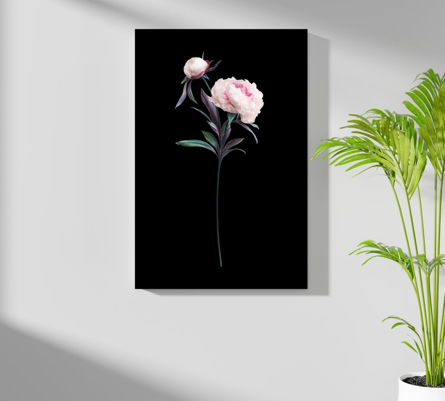 Pink Peony Stem on Black Backdrop Aluminum Print