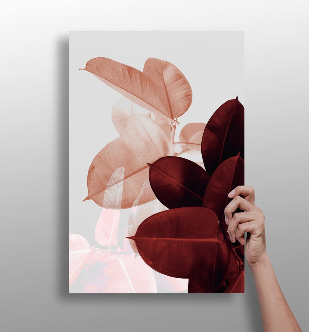 Blush and Burgundy Rubber Plant Leaves Aluminum Print