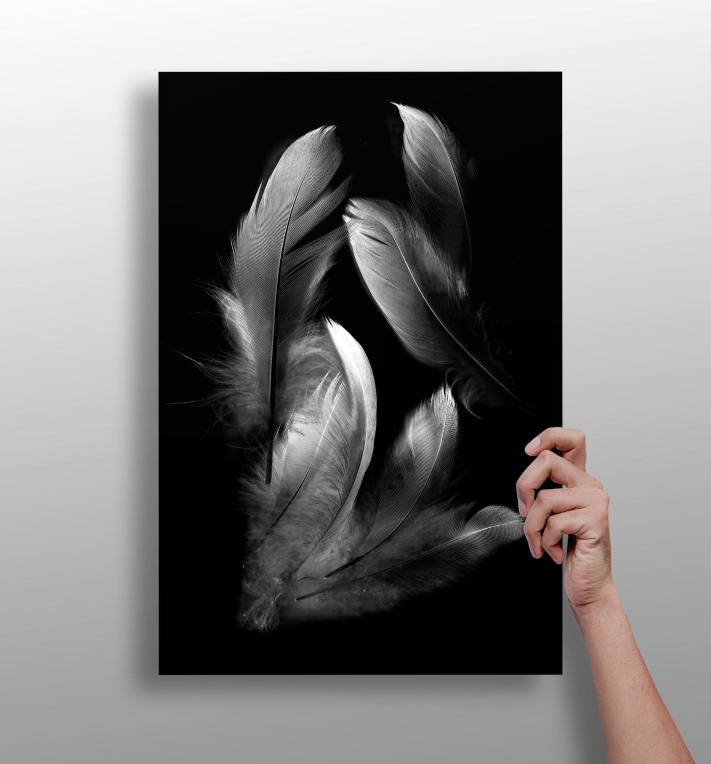 White Feather Cluster On Black Aluminum Print