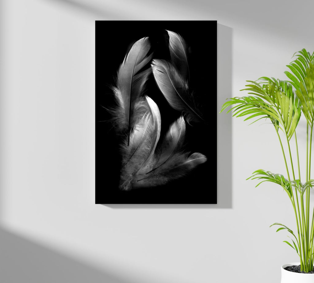 White Feather Cluster On Black Aluminum Print