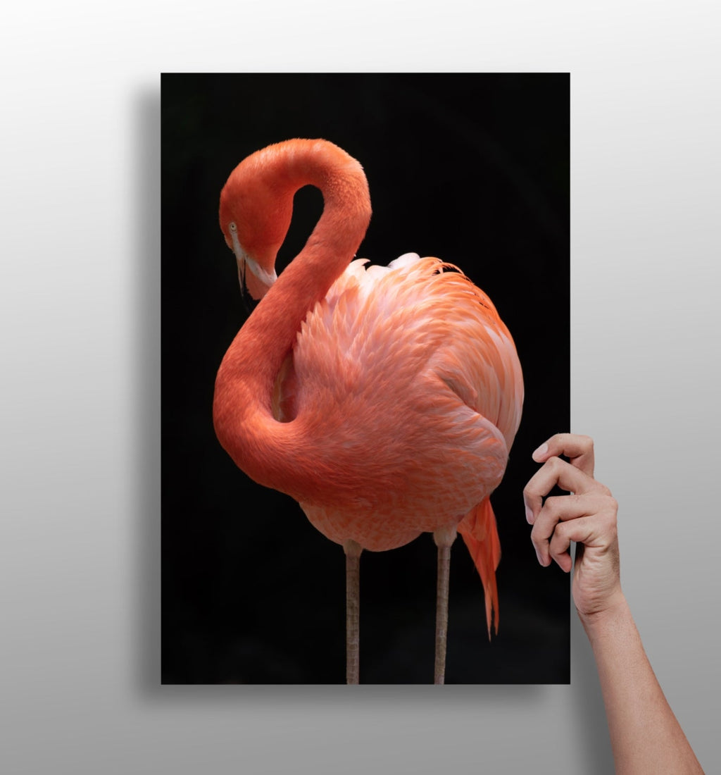 Coral Flamingo Curved Neck Aluminum Print