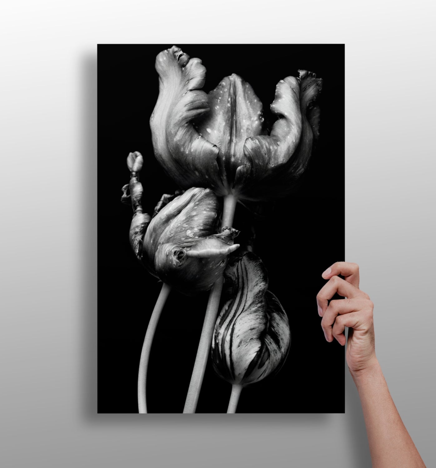 Silver Parrot Tulips Noir Aluminum Print