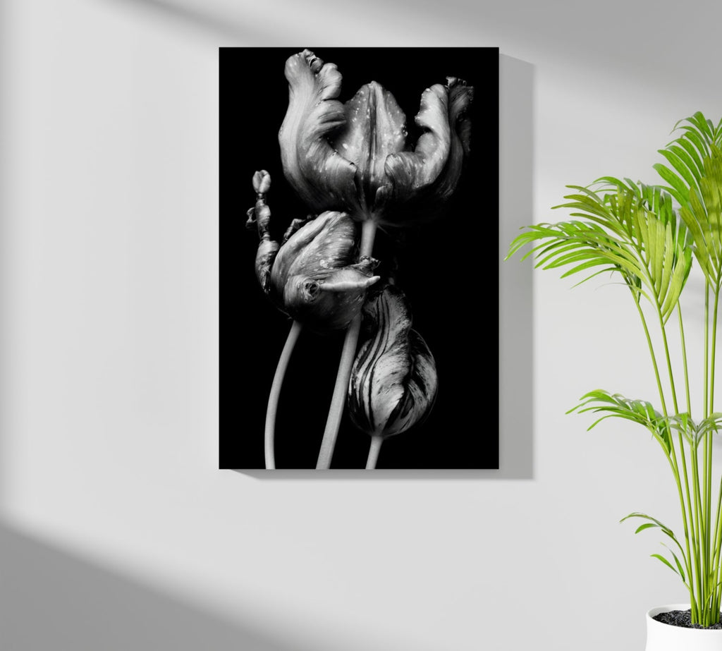 Silver Parrot Tulips Noir Aluminum Print
