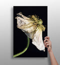 Wilted White Poppy on Black Aluminum Print