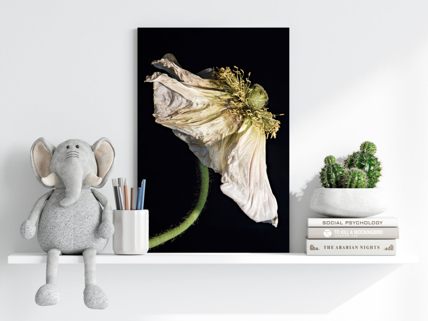 Wilted White Poppy on Black Aluminum Print