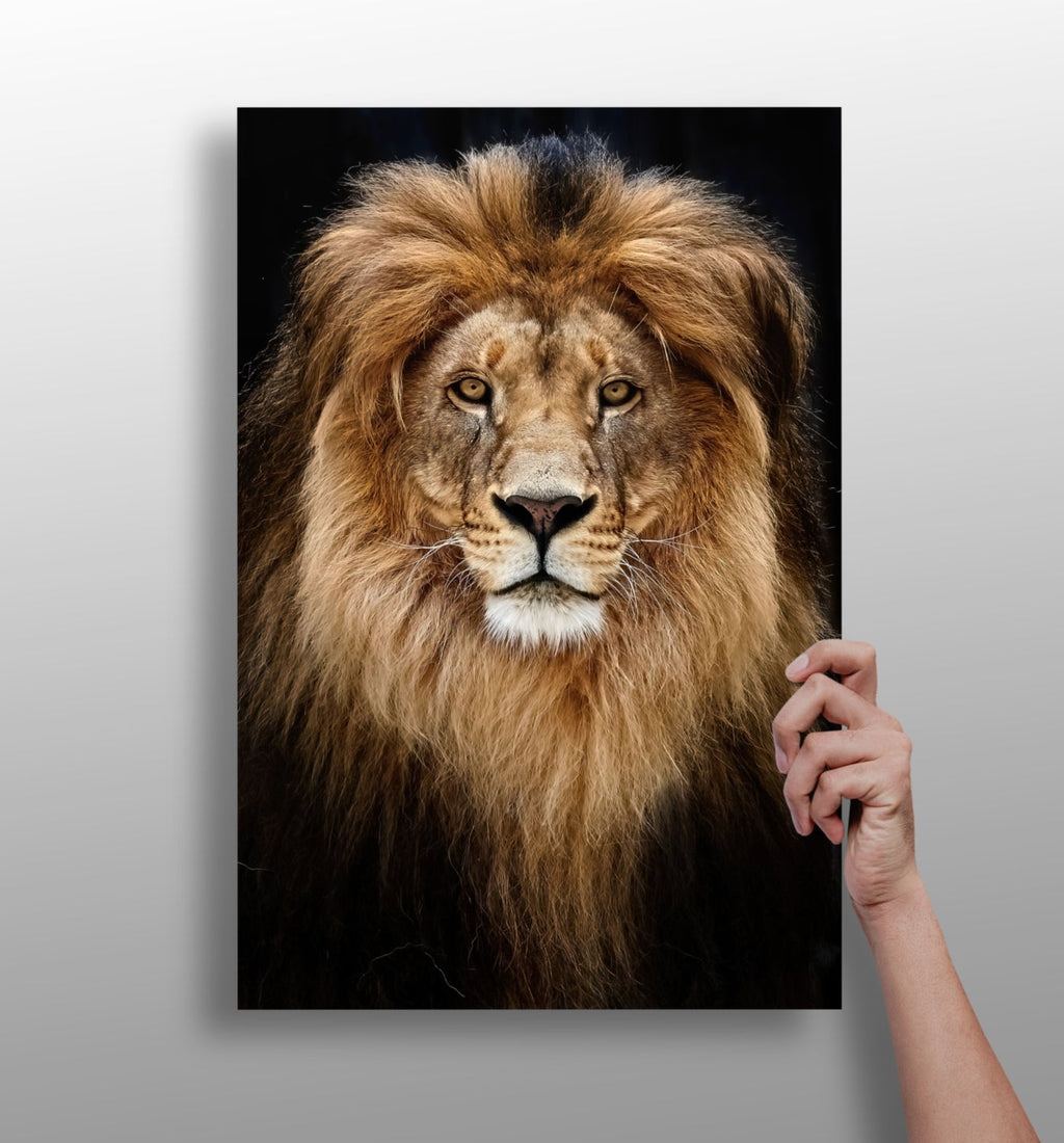 Majestic Golden Lion Portrait Aluminum Print