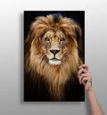 Majestic Golden Lion Portrait Aluminum Print